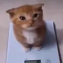 ‎ ‎