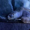 TURT