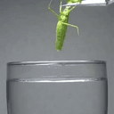 parasite
