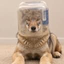 Jarhead