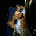 sadcat