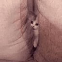 PUSSY⁠