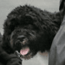 Bo