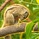 SNUT