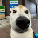 Kuribo