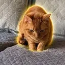 MARIGOLD