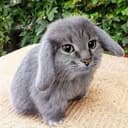 CABBIT