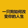 一只狗如何改变你的人生