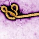 EBOLAVIRUS
