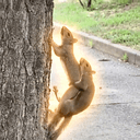 NUTSHOT