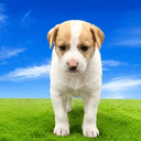 Snoopy