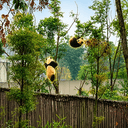 Pandas
