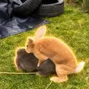 RABBIT
