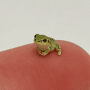 ElToad
