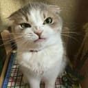 Mad CAT