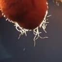 nutclipse