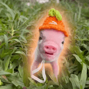 piglet