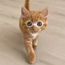 Pumpcat