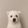 Cub