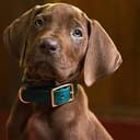 SCOOBY
