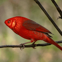 FIRB
