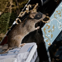 Rat