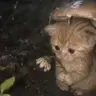 蘑菇猫