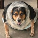 CACHORRO