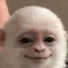 ALBERT