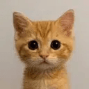 neko