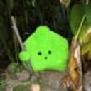 The Moss
