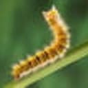 caterpilar