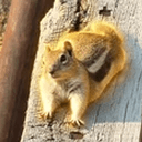 THEODORE