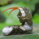 HORNWORM