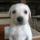 Bruno