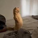 meercat