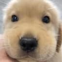 doggy