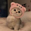 CATBEAR