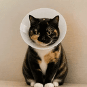 catwifcone