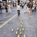 DUCKBOY