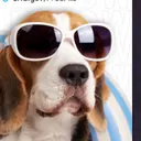 TAXDOG