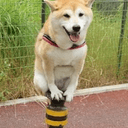 SDOG