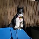 Catbat