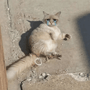 rapecat