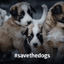 Dogs