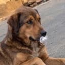 BABYDOG