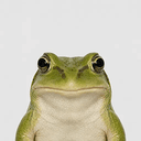 toad