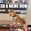 MEMEDOG
