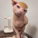 suscat