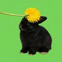 POOF